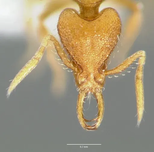 Strumigenys odacon specimen CASENT0005620 image casent0005620_2