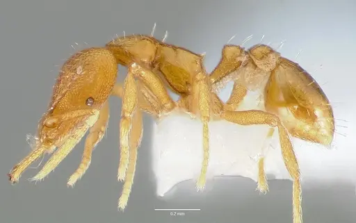 Strumigenys odacon specimen CASENT0005620 image casent0005620_3