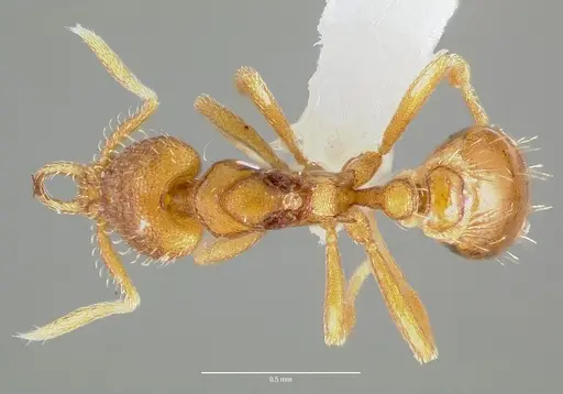 Strumigenys odacon specimen CASENT0006062 image casent0006062_1