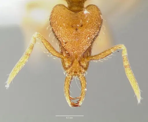 Strumigenys odacon specimen CASENT0006062 image casent0006062_2
