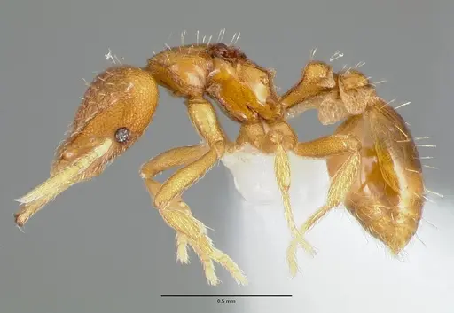 Strumigenys odacon specimen CASENT0006062 image casent0006062_3