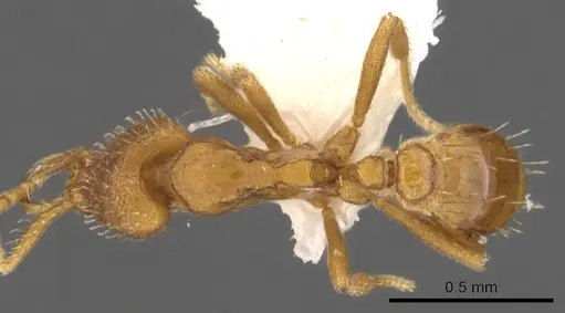 Strumigenys odacon specimen CASENT0900730 image casent0900730_1