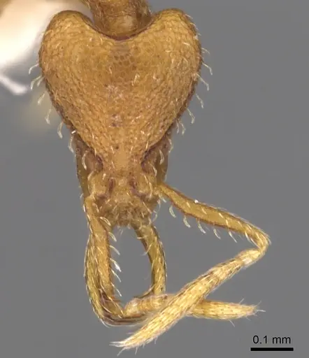 Strumigenys odacon specimen CASENT0900730 image casent0900730_2
