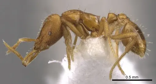 Strumigenys odacon specimen CASENT0900730 image casent0900730_3
