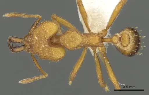 Strumigenys odalatra specimen CASENT0900864 image casent0900864_1
