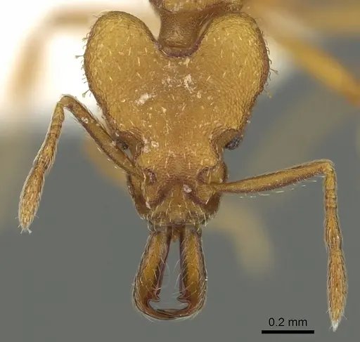 Strumigenys odalatra specimen CASENT0900864 image casent0900864_2