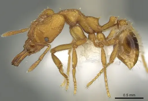 Strumigenys odalatra specimen CASENT0900864 image casent0900864_3