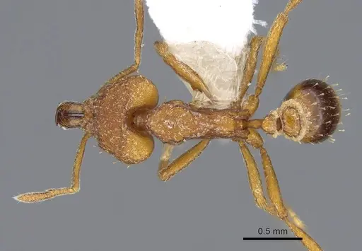 Strumigenys odalatra specimen CASENT0914855 image casent0914855_1