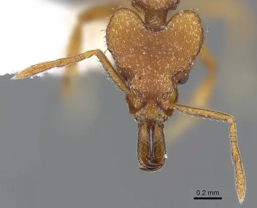 Strumigenys odalatra specimen CASENT0914855 image casent0914855_2
