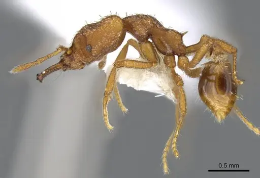 Strumigenys odalatra specimen CASENT0914855 image casent0914855_3
