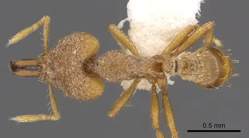Strumigenys offina specimen CASENT0900868 image casent0900868_1