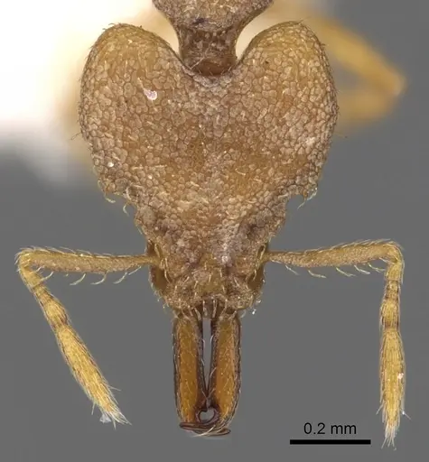 Strumigenys offina specimen CASENT0900868 image casent0900868_2