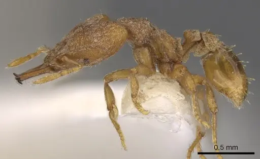 Strumigenys offina specimen CASENT0900868 image casent0900868_3