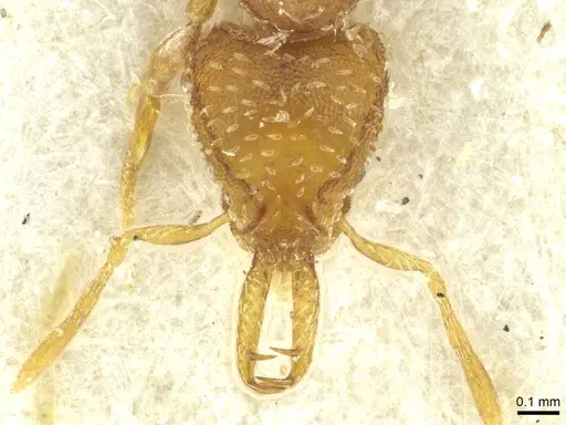 Strumigenys ogloblini specimen CASENT0912861 image casent0912861_2
