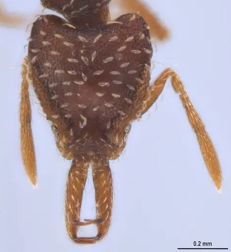 Strumigenys ogloblini specimen DZUP556814 image dzup556814_3