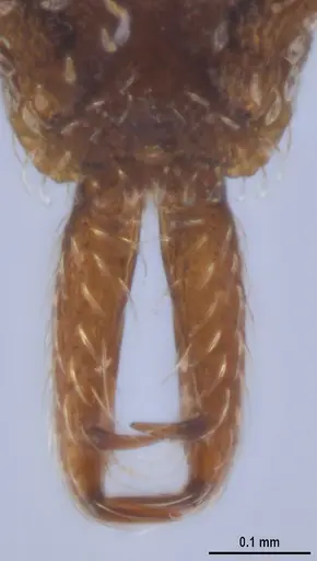 Strumigenys ogloblini specimen DZUP556814 image dzup556814_4