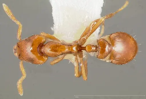 Strumigenys olsoni specimen CASENT0005455 image casent0005455_1