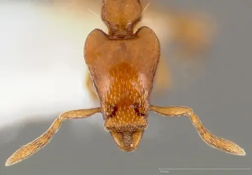 Strumigenys olsoni specimen CASENT0005455 image casent0005455_2