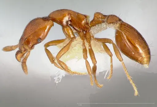 Strumigenys olsoni specimen CASENT0005455 image casent0005455_3