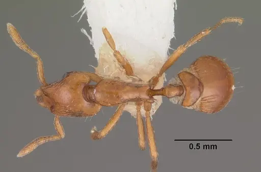 Strumigenys olsoni specimen CASENT0102263 image casent0102263_1