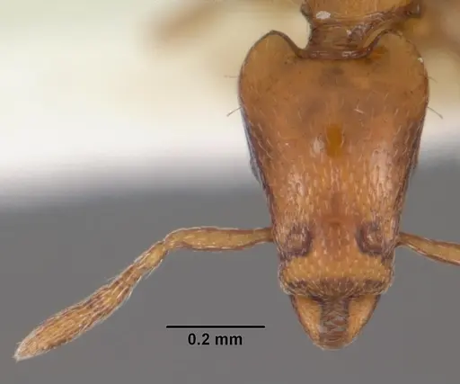 Strumigenys olsoni specimen CASENT0102263 image casent0102263_2