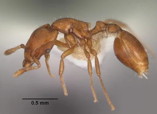 Strumigenys olsoni specimen CASENT0102263 image casent0102263_3