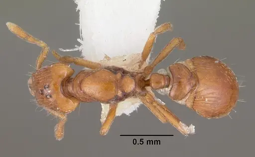Strumigenys olsoni specimen CASENT0102264 image casent0102264_1