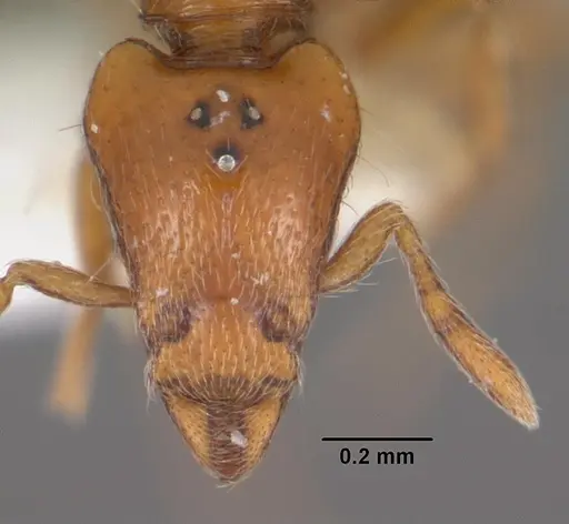 Strumigenys olsoni specimen CASENT0102264 image casent0102264_2