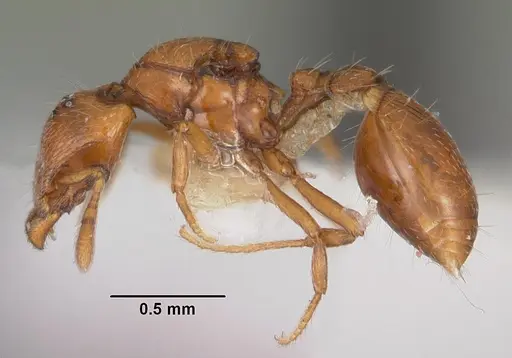 Strumigenys olsoni specimen CASENT0102264 image casent0102264_3
