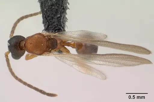 Strumigenys olsoni specimen CASENT0135583 image casent0135583_1