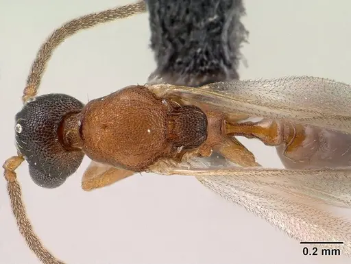 Strumigenys olsoni specimen CASENT0135583 image casent0135583_2