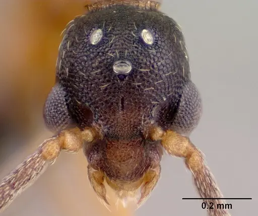 Strumigenys olsoni specimen CASENT0135583 image casent0135583_3