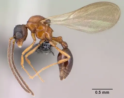 Strumigenys olsoni specimen CASENT0135583 image casent0135583_4