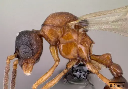 Strumigenys olsoni specimen CASENT0135583 image casent0135583_5