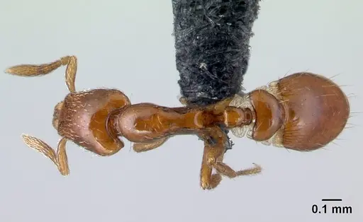Strumigenys olsoni specimen CASENT0141982 image casent0141982_1