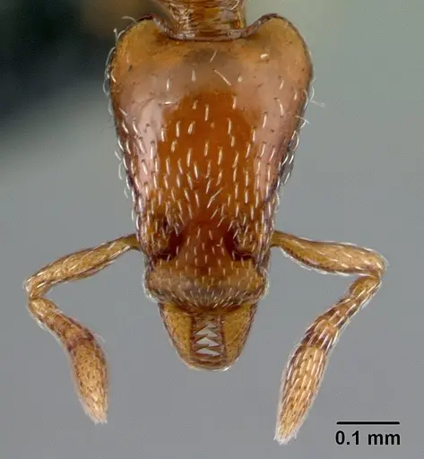 Strumigenys olsoni specimen CASENT0141982 image casent0141982_2