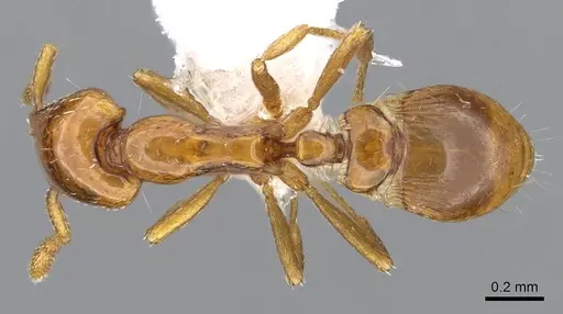 Strumigenys olsoni specimen CASENT0914711 image casent0914711_1