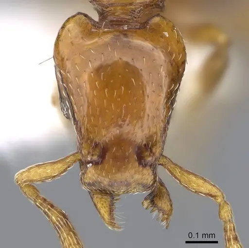 Strumigenys olsoni specimen CASENT0914711 image casent0914711_2