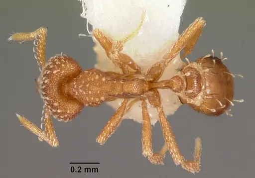 Strumigenys omalyx specimen CASENT0102570 image casent0102570_1