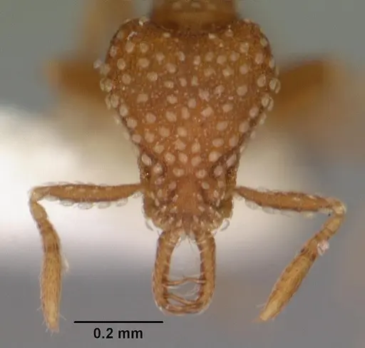 Strumigenys omalyx specimen CASENT0102570 image casent0102570_2