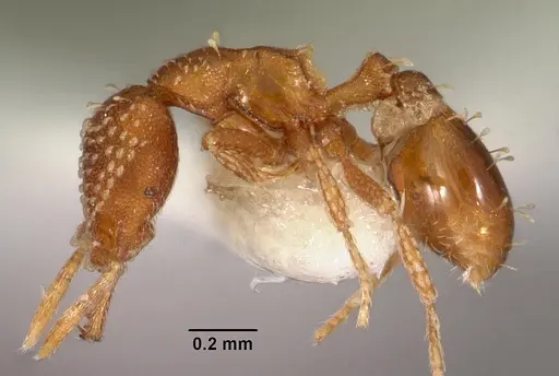 Strumigenys omalyx specimen CASENT0102570 image casent0102570_3