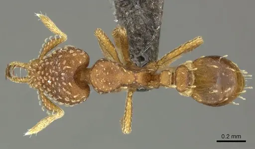 Strumigenys omalyx specimen CASENT0235714 image casent0235714_1