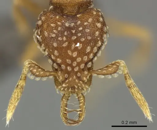 Strumigenys omalyx specimen CASENT0235714 image casent0235714_2