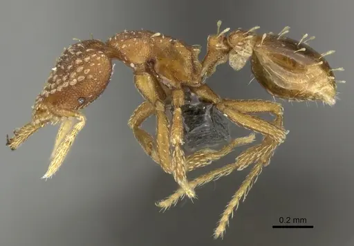 Strumigenys omalyx specimen CASENT0235714 image casent0235714_3
