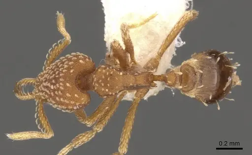 Strumigenys omalyx specimen CASENT0900631 image casent0900631_1