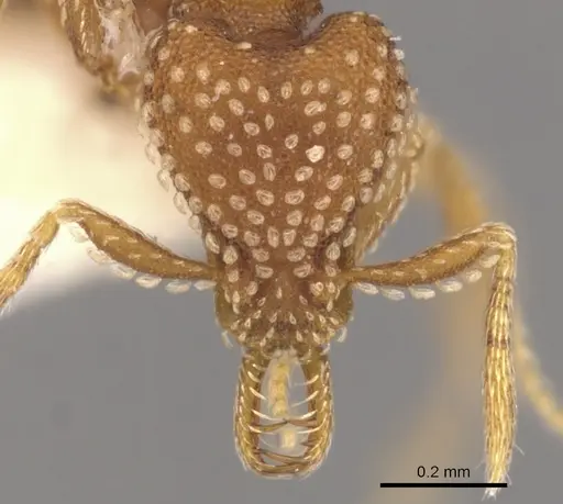 Strumigenys omalyx specimen CASENT0900631 image casent0900631_2