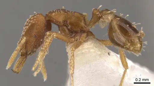 Strumigenys omalyx specimen CASENT0900631 image casent0900631_3