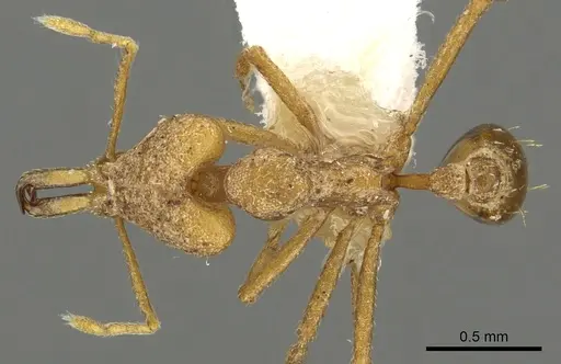 Strumigenys omopyx specimen CASENT0900858 image casent0900858_1