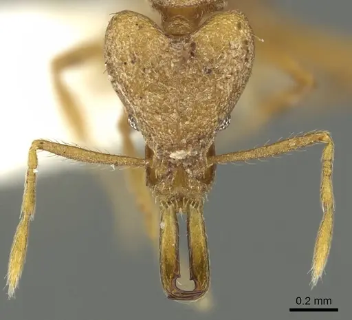 Strumigenys omopyx specimen CASENT0900858 image casent0900858_2