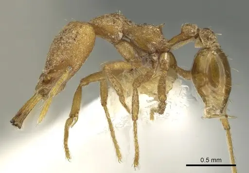 Strumigenys omopyx specimen CASENT0900858 image casent0900858_3